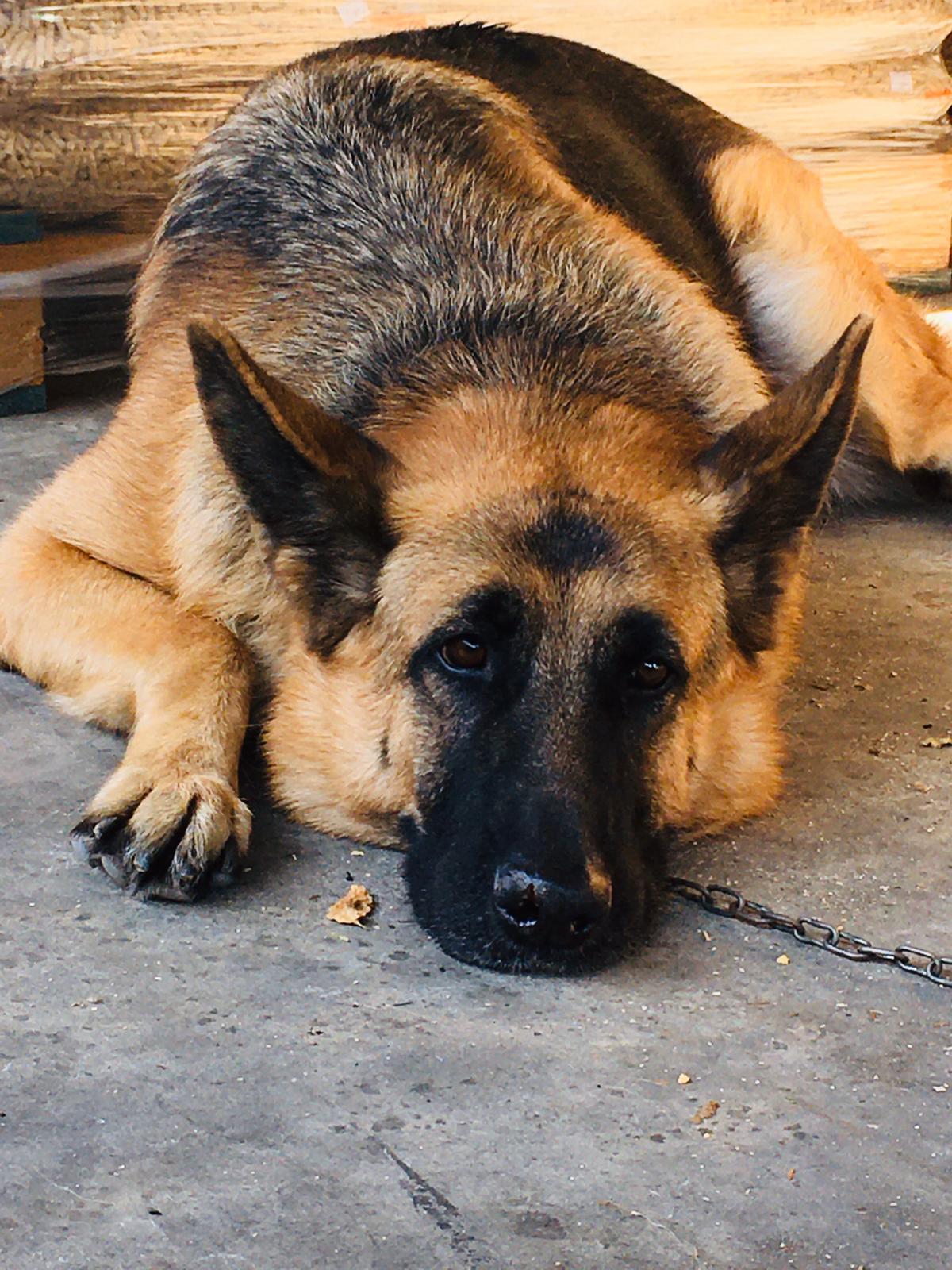 Petfood
